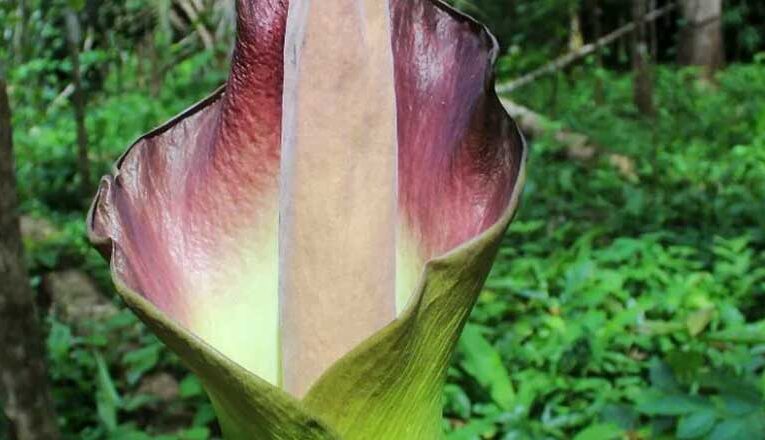 Word’s stickiest flower, Amorphophallus gigas, about to bloom