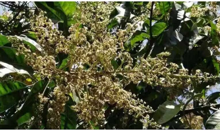 Mango flowering: Essential tips for farmers