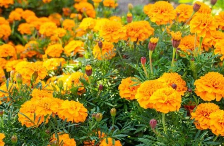 Marigold flowers possess healing touch