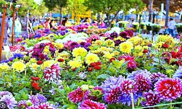 Nagpur Garden Club gears up to host 121st annual flower show