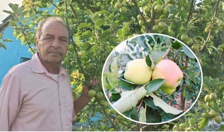 Hariman Sharma revolutionizes apple farming in India