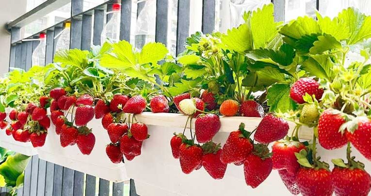 Grow strawberries at home with simple tips