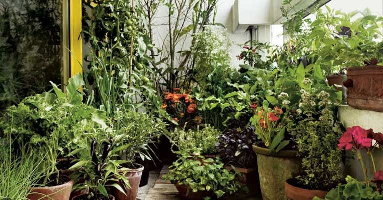 Plant parenting trends grow in urban areas