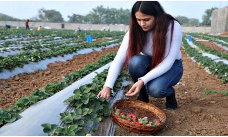 Jhansi girl turns strawberry farming hobby into thriving business 