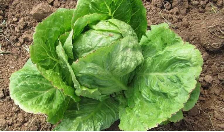 Iceberg lettuce: A money-making crop for horticulture farmers