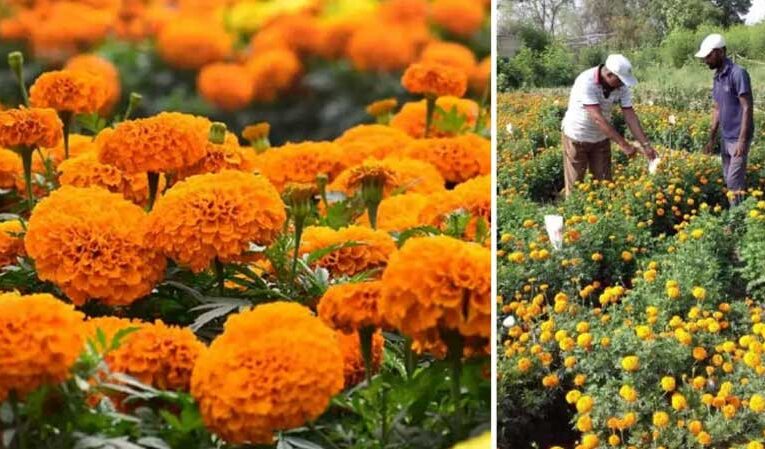 Haryana Horticulture Department to train farmers in floriculture