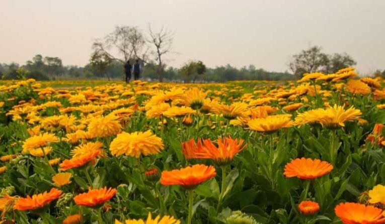 Delhi’s Yamuna surroundings change into flourishing flower fields: LG