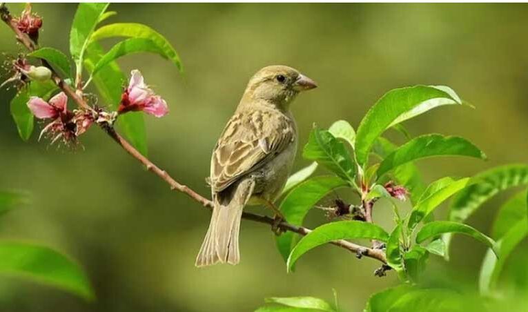 Healthy environment: Grow some famous plants to entice birds