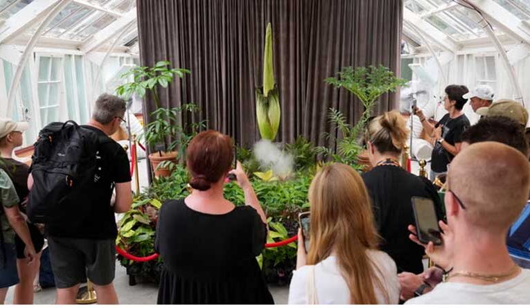 Rare corpse flowers bloom in three Australian cities