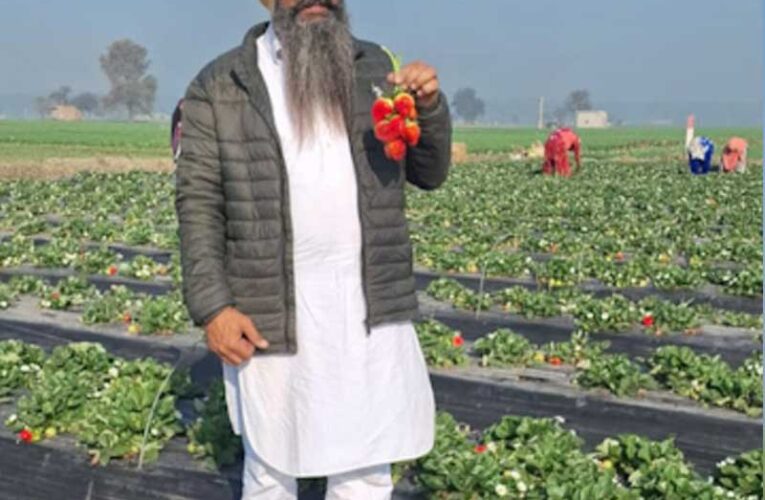 Punjab farmer encourages US deportees to venture into strawberry farming