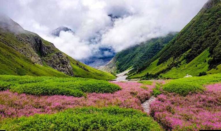 Paradise blooms: India’s breathtaking flower valleys attract visitors