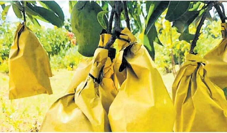 Chittoor farmers boost mango yield through protective bags