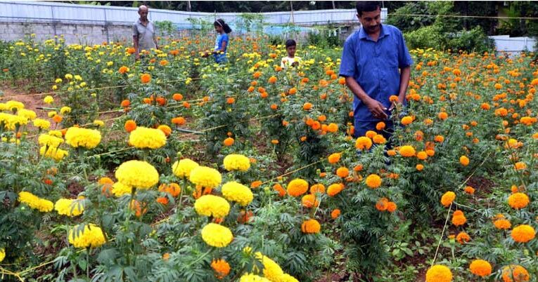 Marigold farming turns into profitable alternative for farmers