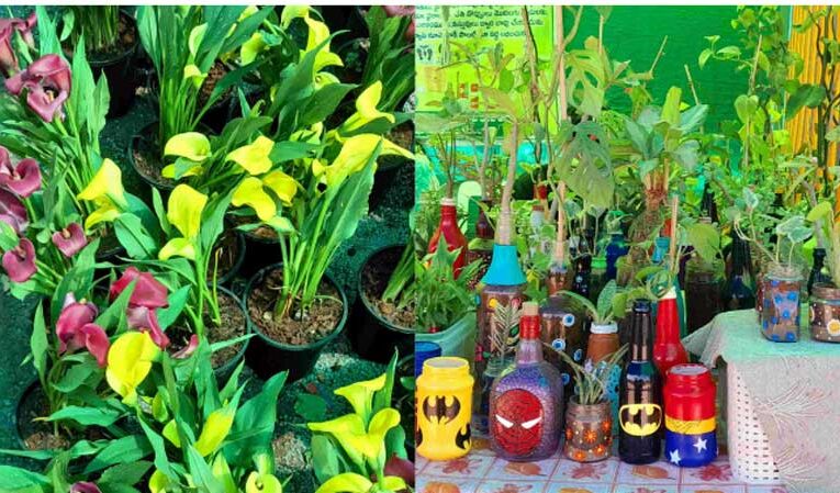 Hydroponic technique pulls massive crowd at Grand Nursery Mela in Hyderabad