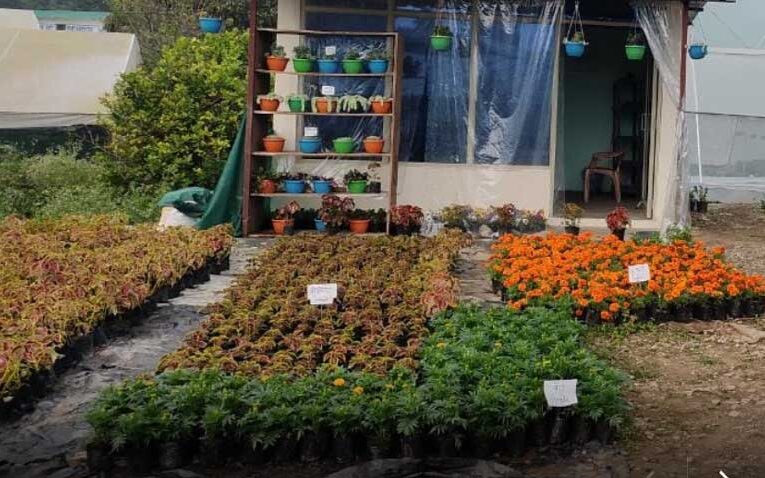 Nainital’s flowers hit metropolitan markets