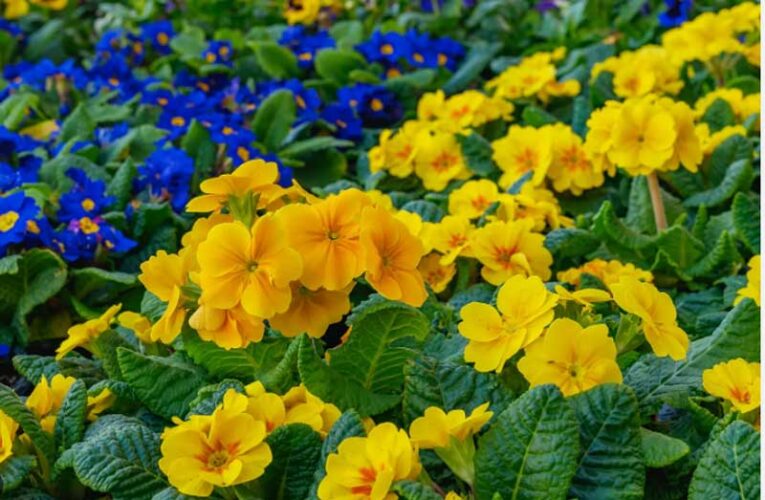 Nainital’s primrose flowers thrill visitors with their charm