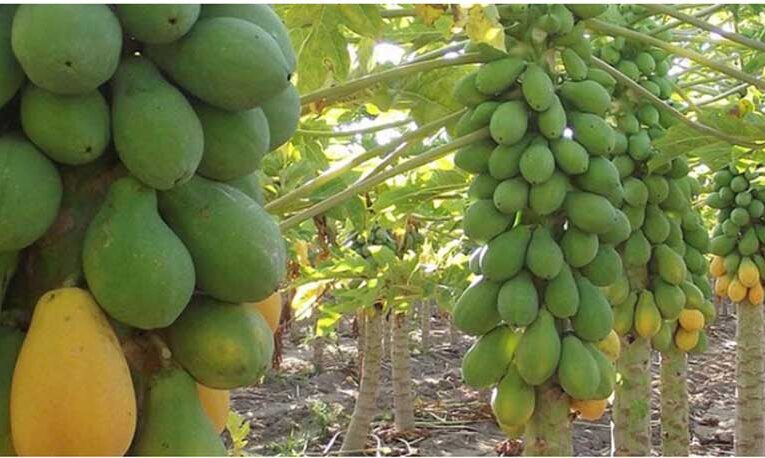 Papaya farming: A profitable venture for farmers