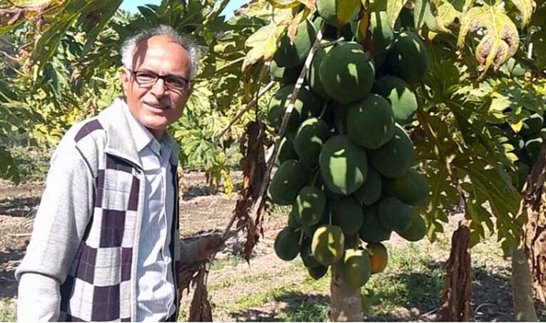 Rajasthan farmer Vinod earns in lakhs from organic papaya farming