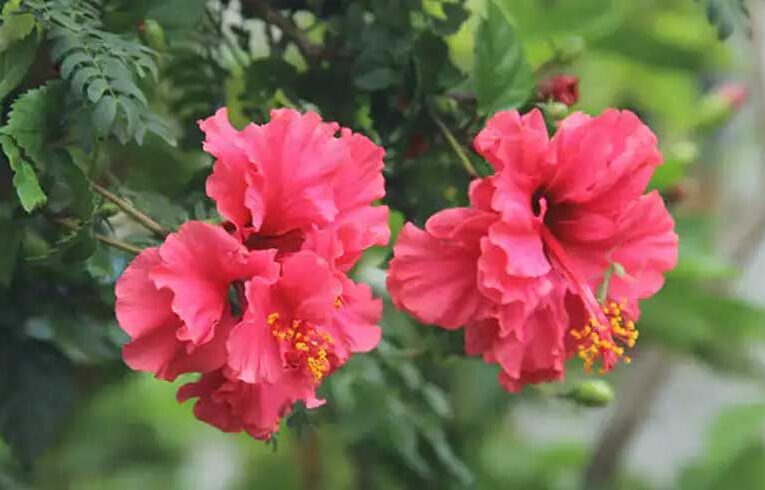 Get glowing skin naturally through hibiscus flowers