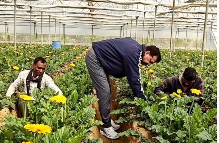 Polyhouse cultivation brings huge profit for UP farmer 