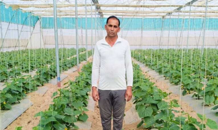 Rajasthan farmer fetches huge income by polyhouse farming