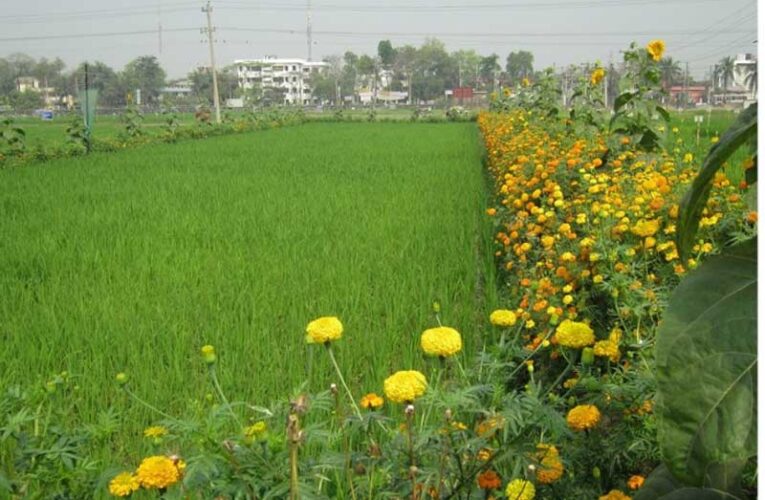 Flowers yield higher profits in rice farming 