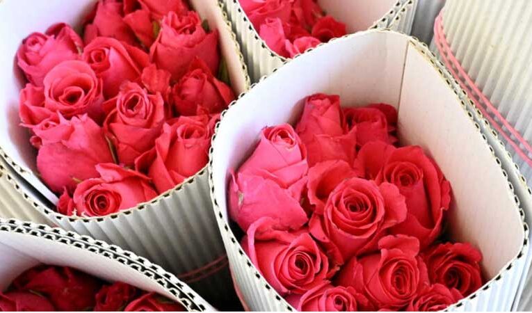 Hosur’s local rose prices surpass export rates on Valentine’s Day