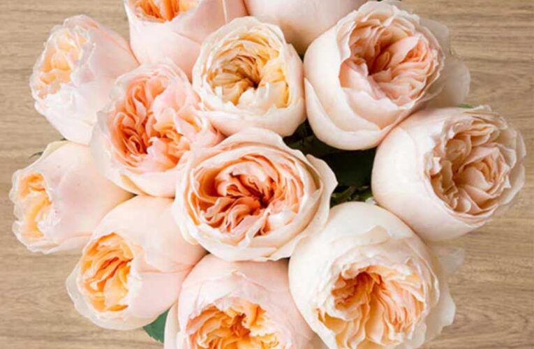 Juliet Rose: The most expensive flower worldwide