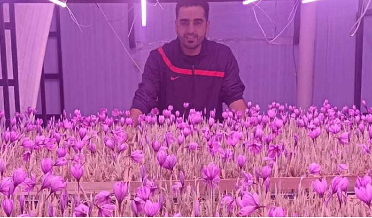 Solan farmer grows saffron indoors through aeroponic technique