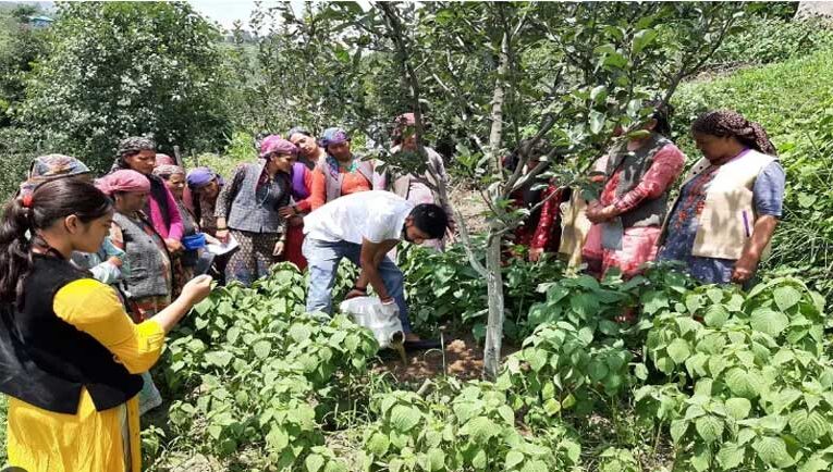 HP Shiva Horticulture Project to improve farming in seven districts