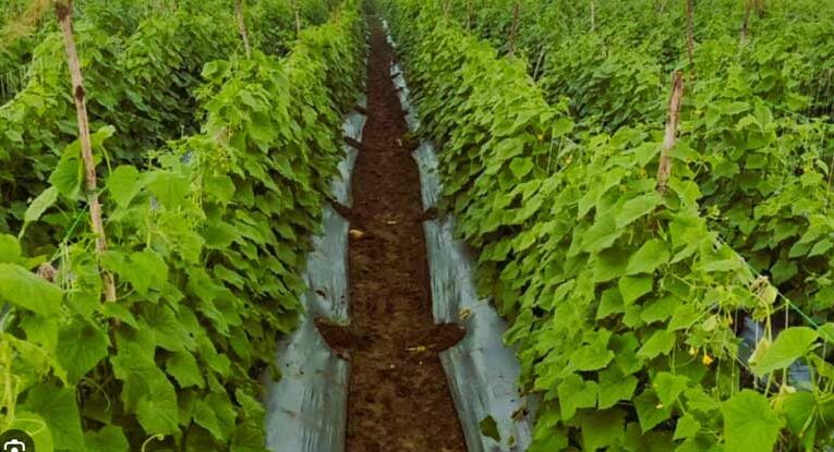 Shivpuri farmer earns lakhs through vegetable farming