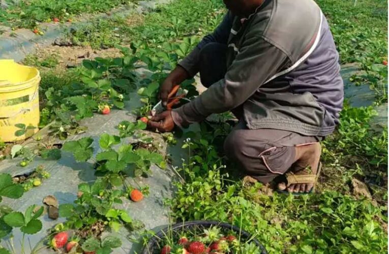 Organic strawberry farming changes fortune of Jharkhand’s farmer