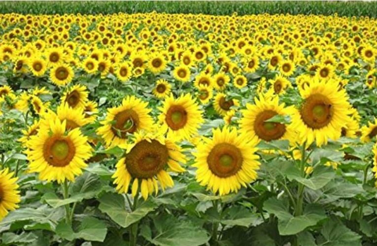 Farmers achieve higher profits with hybrid sunflower seeds