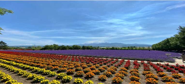 Economic Survey recognizes Indian floriculture as ‘sunrise industry’