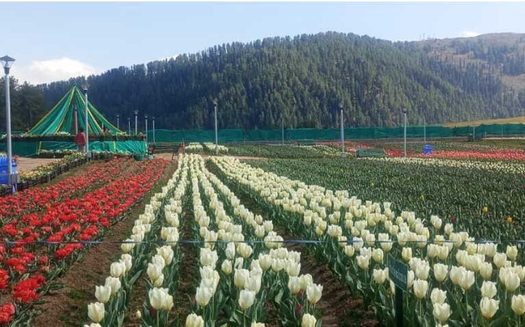 India’s tulip gardens entice visitors globally