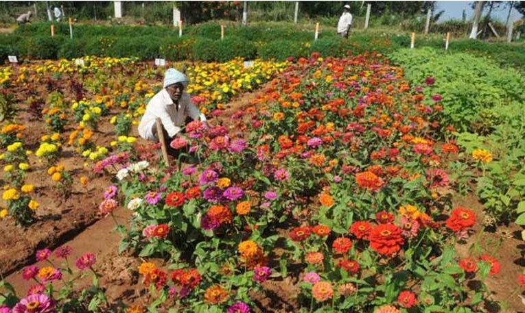 Horti food festival 2025 showcases West Bengal’s horticulture potential