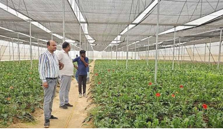 Kannauj farmers to get 50% subsidies to grow flowers & veggies at lower costs