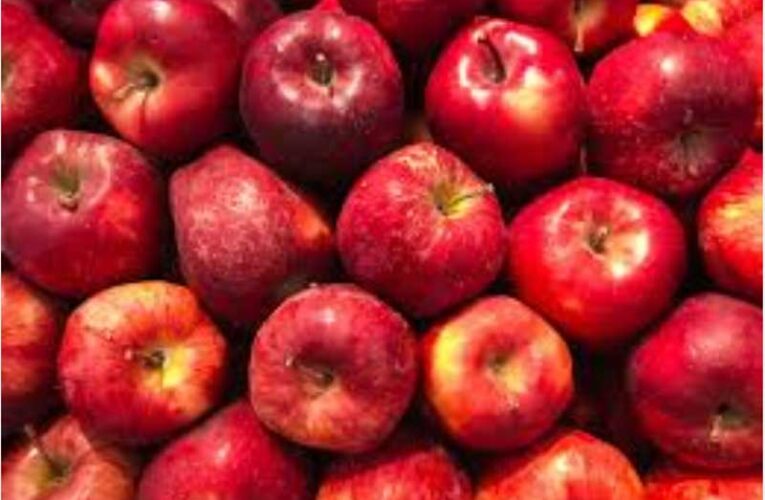 Himachal’s apple growers fear losses amid India-US tariff war