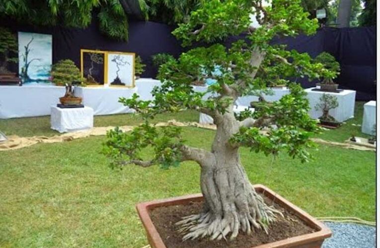 Indian Bonsai Association gears up to host 44th annual exhibition