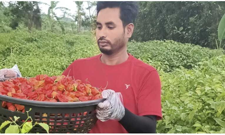 Assam farmer earns lakhs through chilli farming