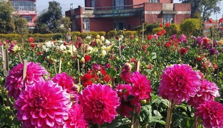 Khandwa becomes attraction hub with dahlia bloom