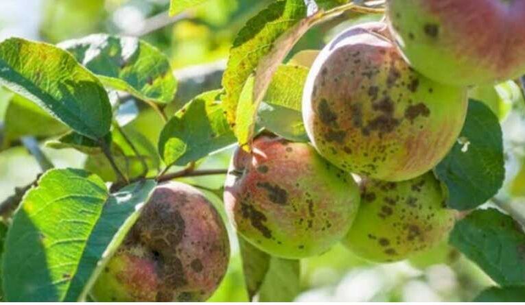 Himachal’s apple industry at risk amid infected imported plants