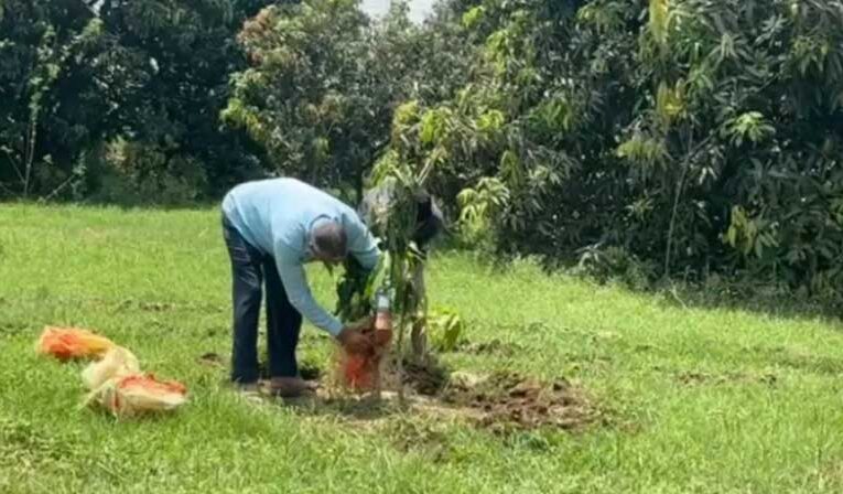  Farmer earns lakhs through coloured mangoes