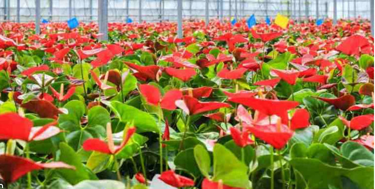 Mizoram’s anthurium export inspires Northeast floriculture sector