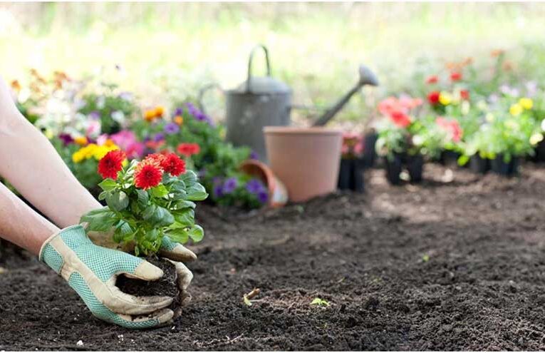 National Plant a Flower Day brings garden & nature lovers together